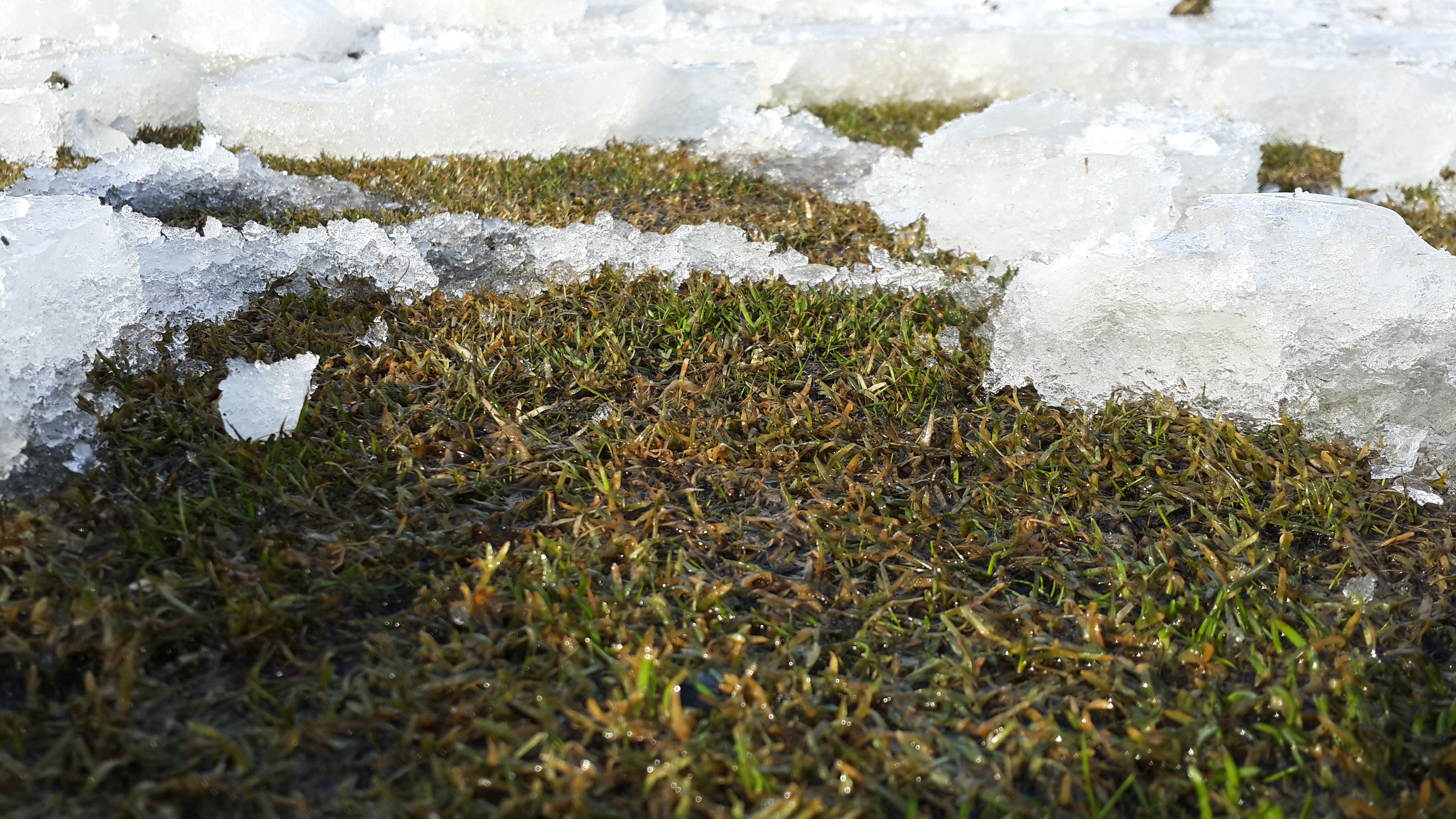 Eins og sjá má er ísinn ekki þykkur