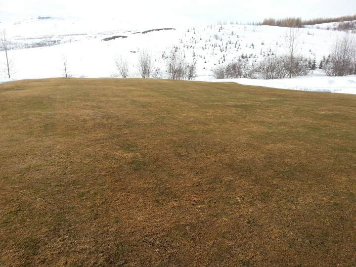 Farið að sjá í grænt á flötunum á Jaðri