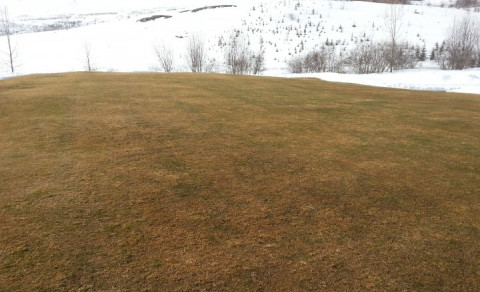 Farið að sjá í grænt á flötunum á Jaðri